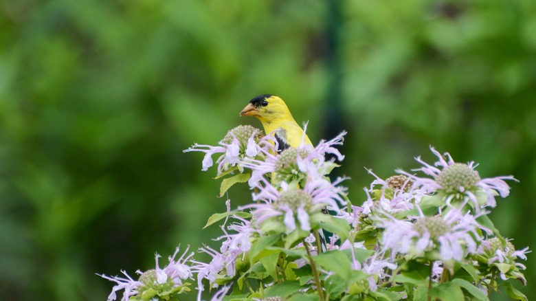 finch on native bee balm