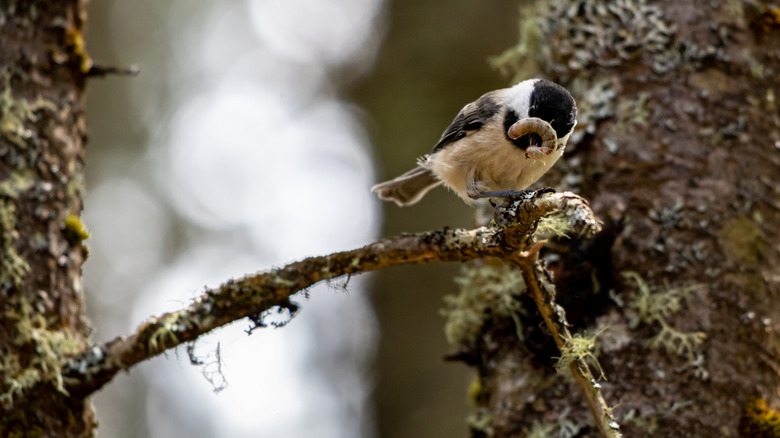 chickadee eating a caterpillar