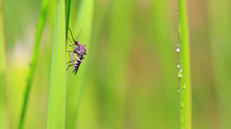 biting midge on grass