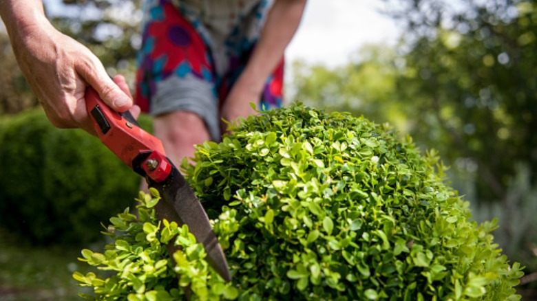 Someone trimming shrub