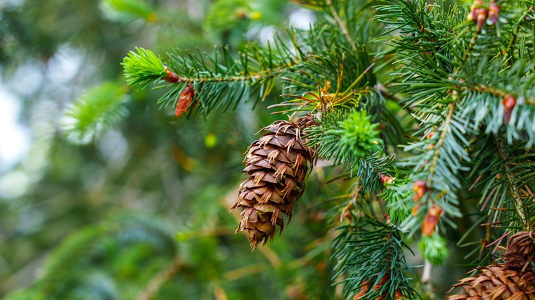 pine branches close up