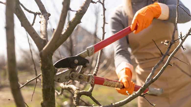 person pruning barren tree