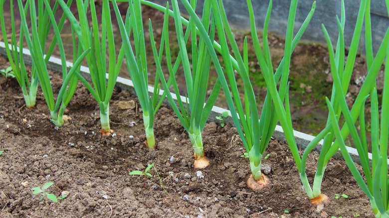 row of onions