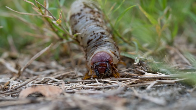 closeup of a cutworm