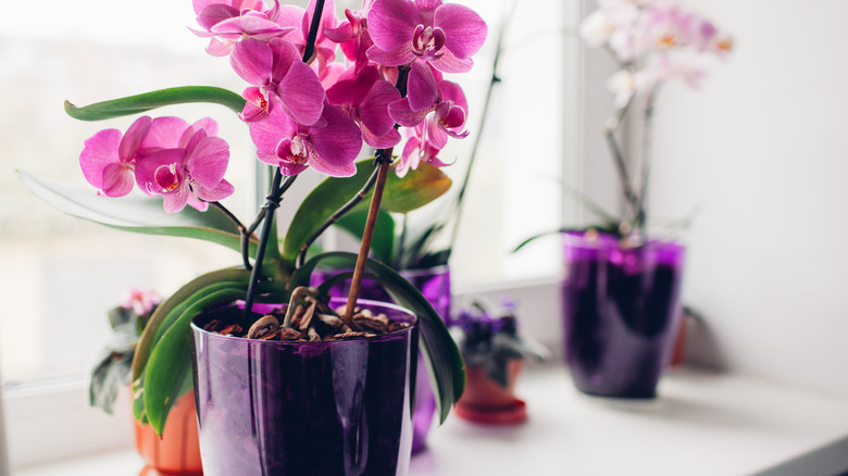 Flowers in purple vases