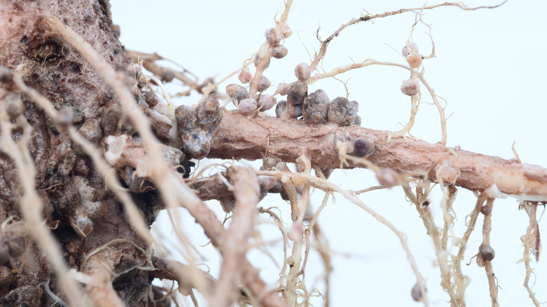 nitrogen nodules on roots
