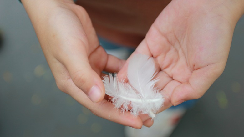 Person holding bird feathers 