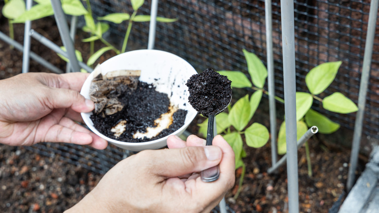 adding coffee grounds to garden