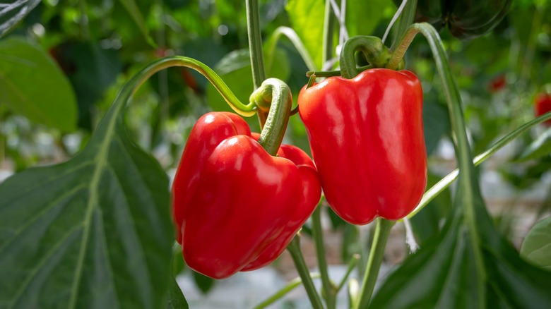 healthy pepper plant in garden