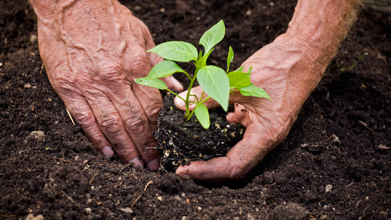 gardener planting peppers