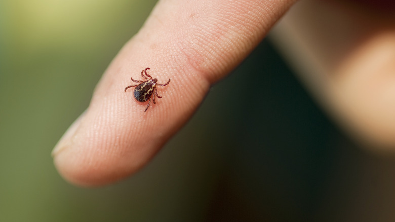 tick resting on hand