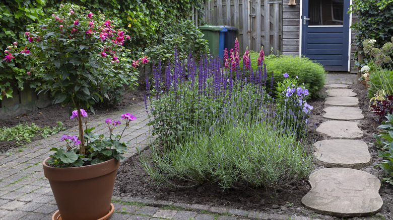 path with lavender alongside