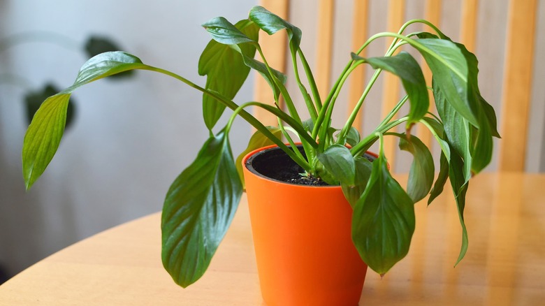 drooping peace lily plant