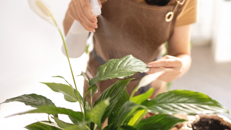 person watering peace lily