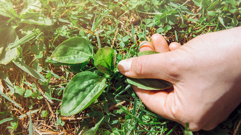 A gardener pulls broadleaf plantain out by hand.