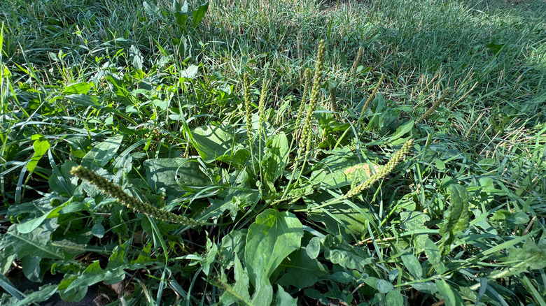 A broadleaf plantain grows in a grassy lawn.