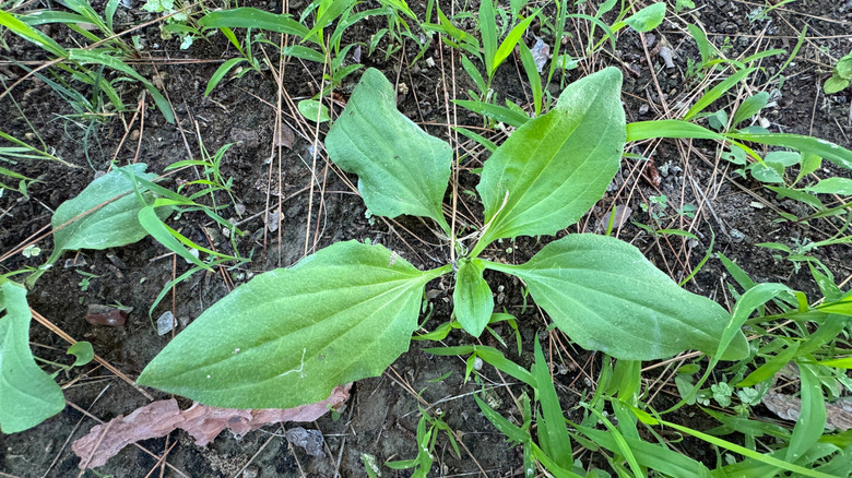 Broadleaf plantain grows in soil in a patchy lawn.