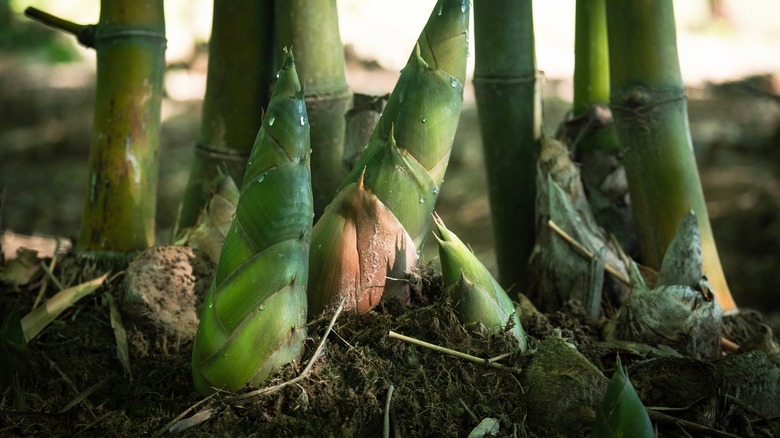 clumping bamboo growing in garden