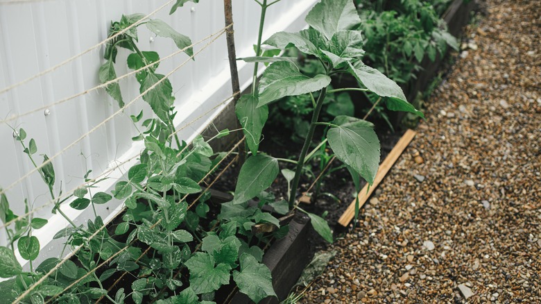 peas and cucumbers