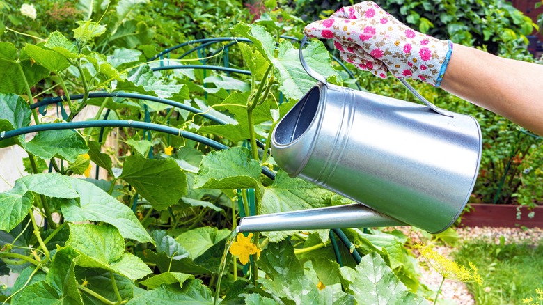 person watering cucumbers