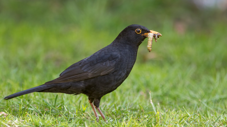 bird bug in mouth on lawn