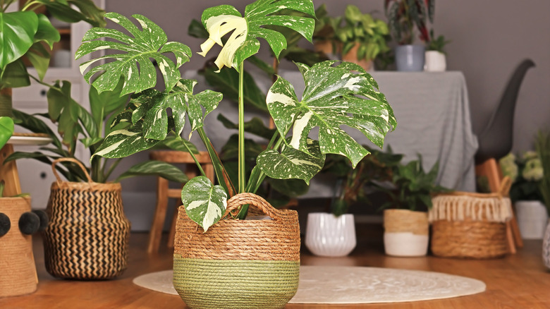 potted monstera