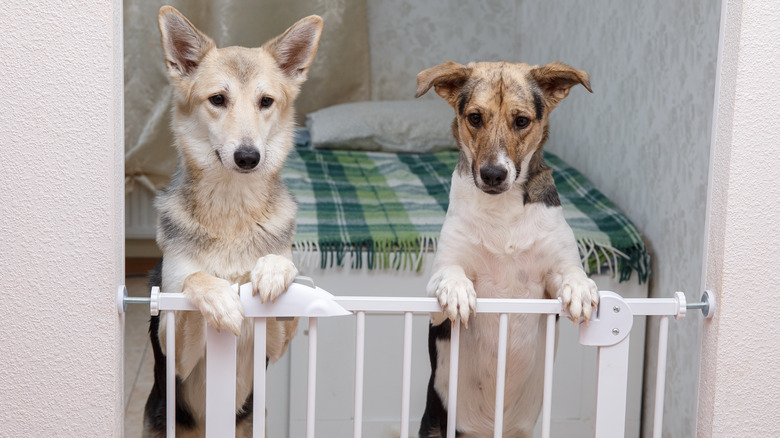 Two dogs leaning on gate