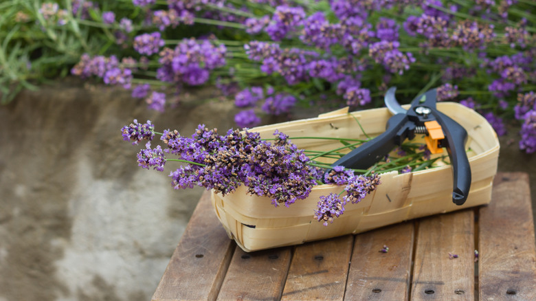 Lavender pruning kit outdoors