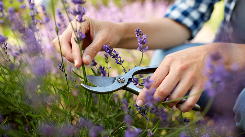 Person pruning lavender in field