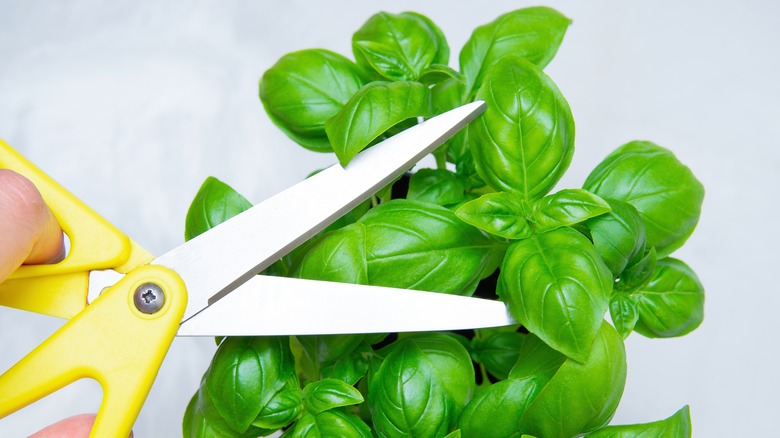 Person pruning basil with scissors