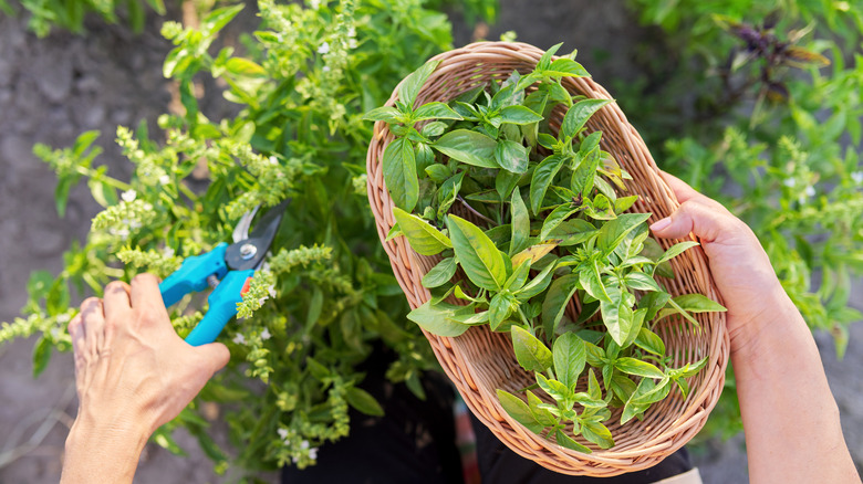 Woman prunes basil with pruner