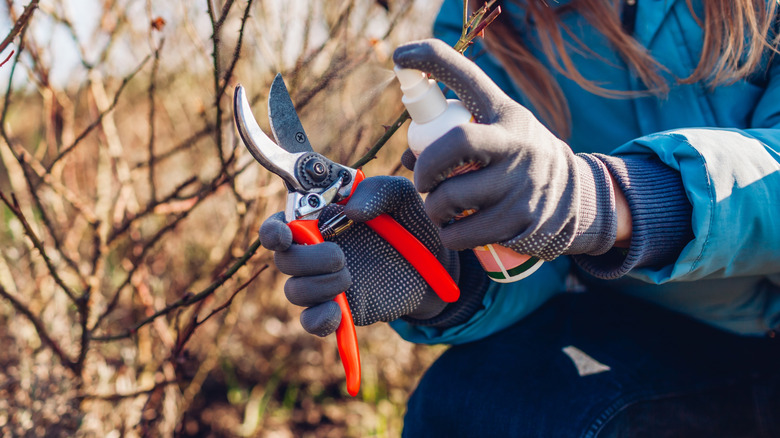 A gardener disinfects her clippers between pruning rose bushes.