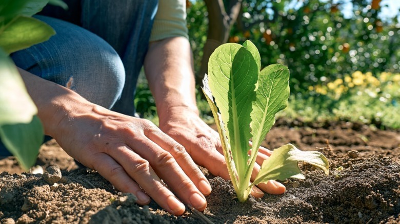 Hands planting lettuce leaf