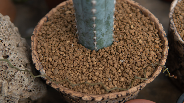 cactus with pumice topdressing