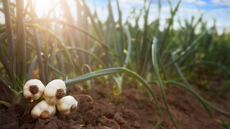 Garlic plants grow in garden