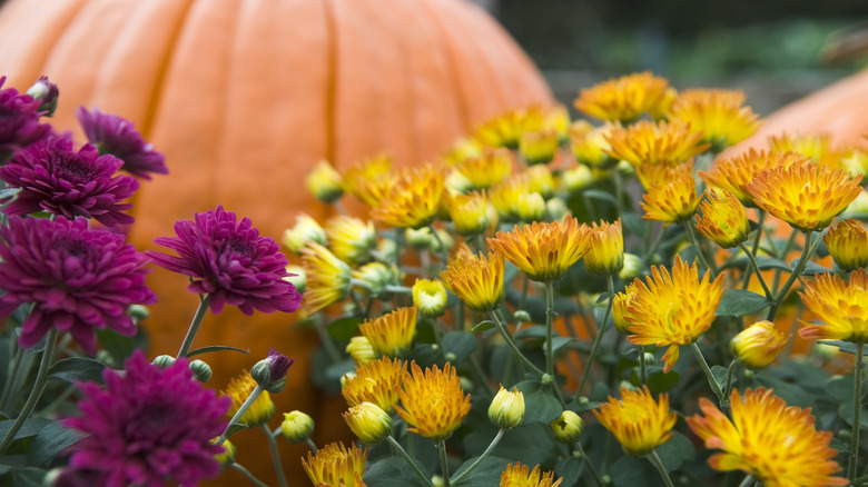 Pumpkins and flowers growing in garden