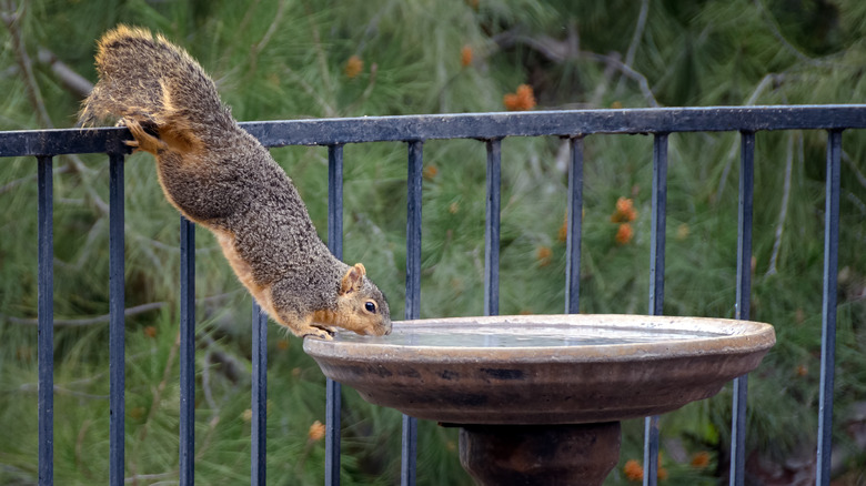 Squirrel drinking from bird bath