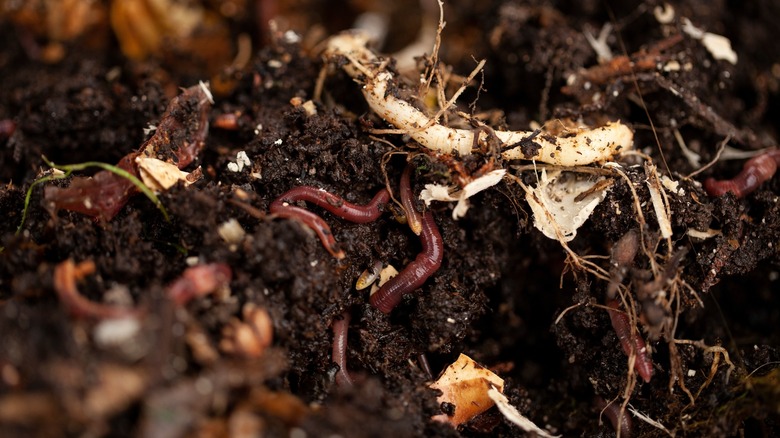 earthworms in dirt and leaves