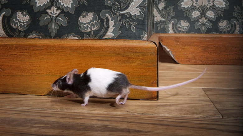Mouse running near baseboard