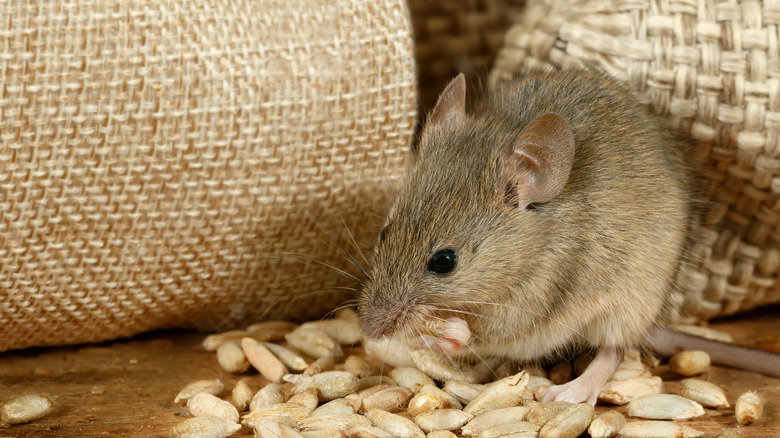 Mouse eating some grain