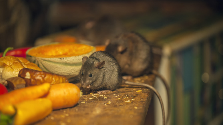 Two mice eating food left out on counter