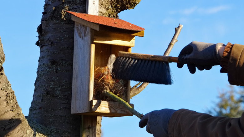 clearing nesting material from birdhouse