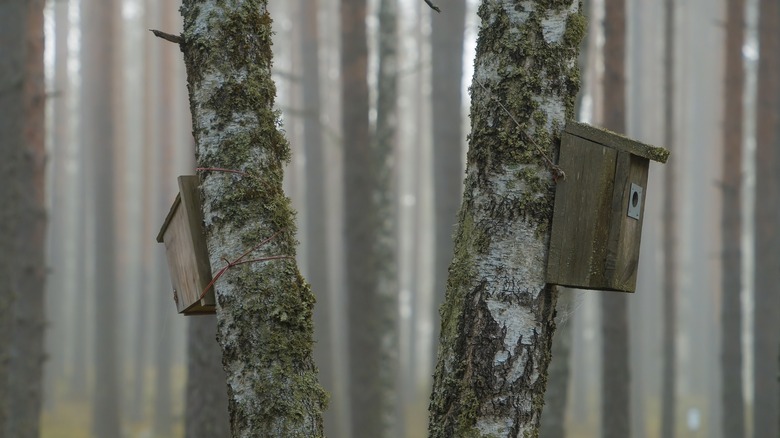 birdhouses mounted five feet apart