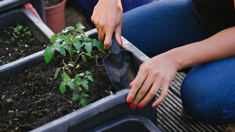 Growing herbs in containers