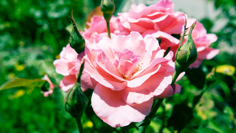 roses in garden