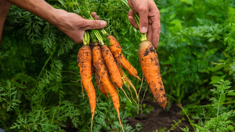 Harvesting carrots