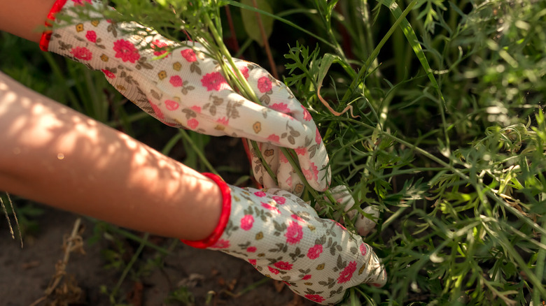 hands wearing gloves pulling weeds