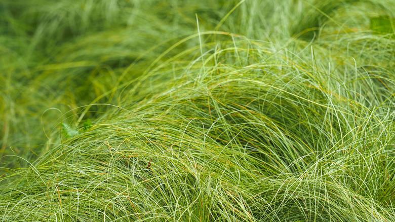 a field of sedge grass