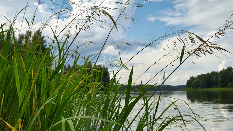 sedge grass grows by river