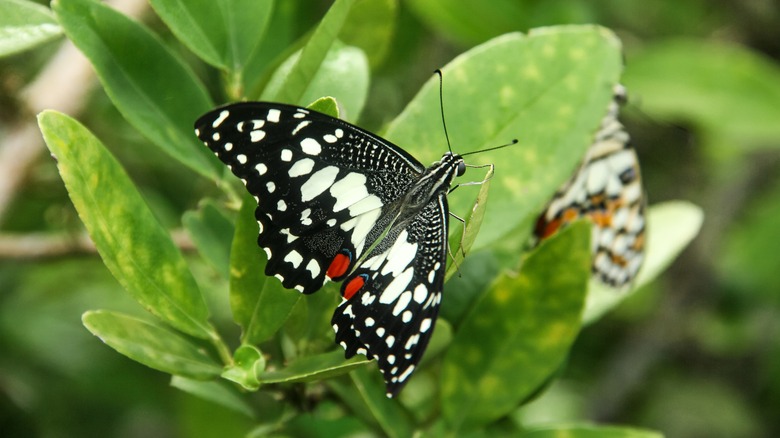 lime swallowtail butterfly on leaf